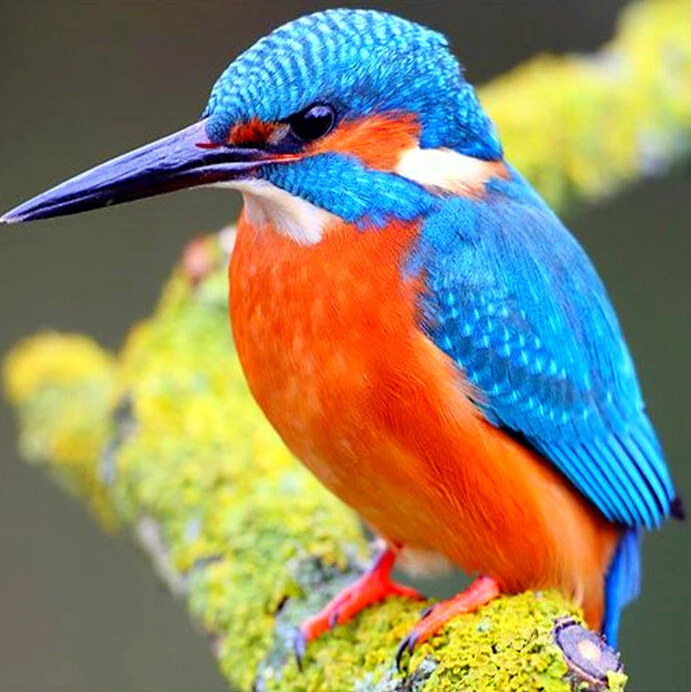 3D DIY Алмазная вышивка kingfisher полная квадратная мозаика Цветная птица круглая