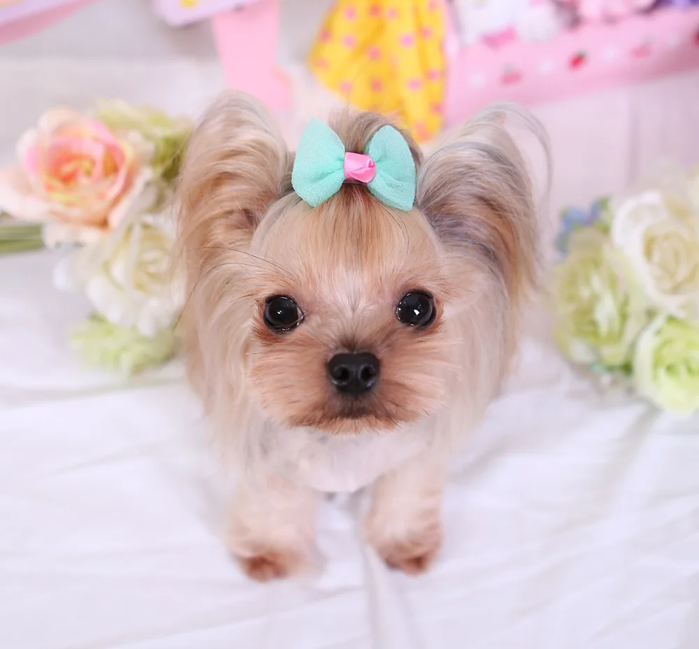 Pet Dog Candy Color hairpin headdress ornaments accessories 50pcs | Дом и сад