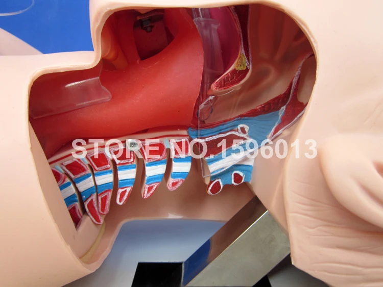 Тренажер для эндотрахеальной интубации класса люкс модель тренировок воздушной