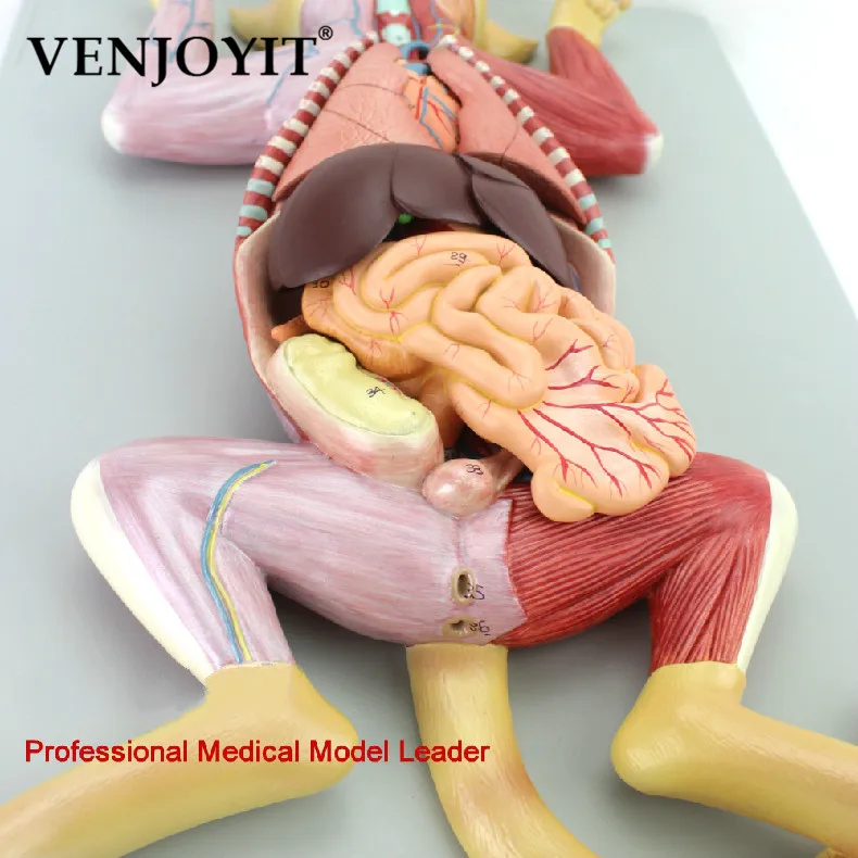 

Cat anatomy model pet organ visceral muscle neurology veterinary animal husbandry teaching animal map