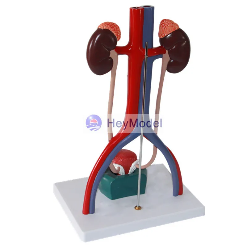 HeyModel Human модель мочевыделительной системы|system|system model |