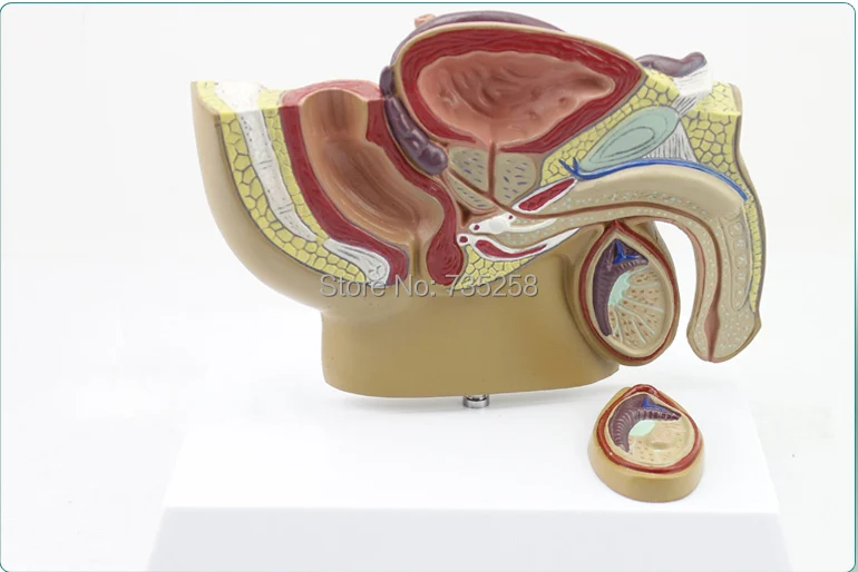 Male Reproductive System Of Prostate Anatomy Model,Prostate Anatomy Model