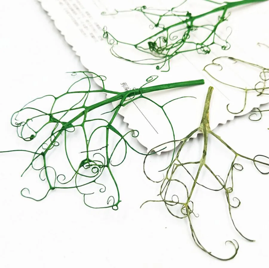 100 шт прессованный высушенный писюм сативум лоза гербарий из растений для