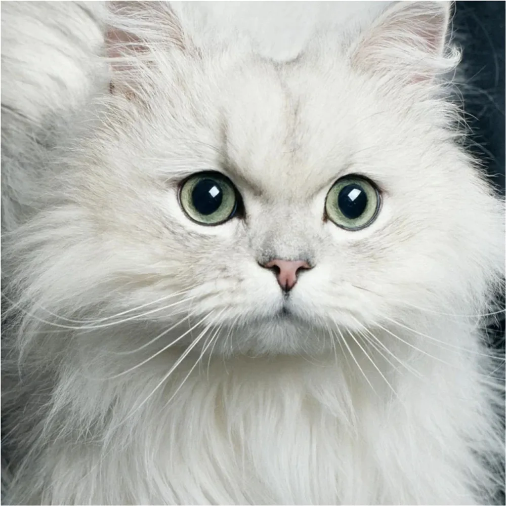 Брюки для девочек с принтом белого кота и цветов детские брюки леггинсы