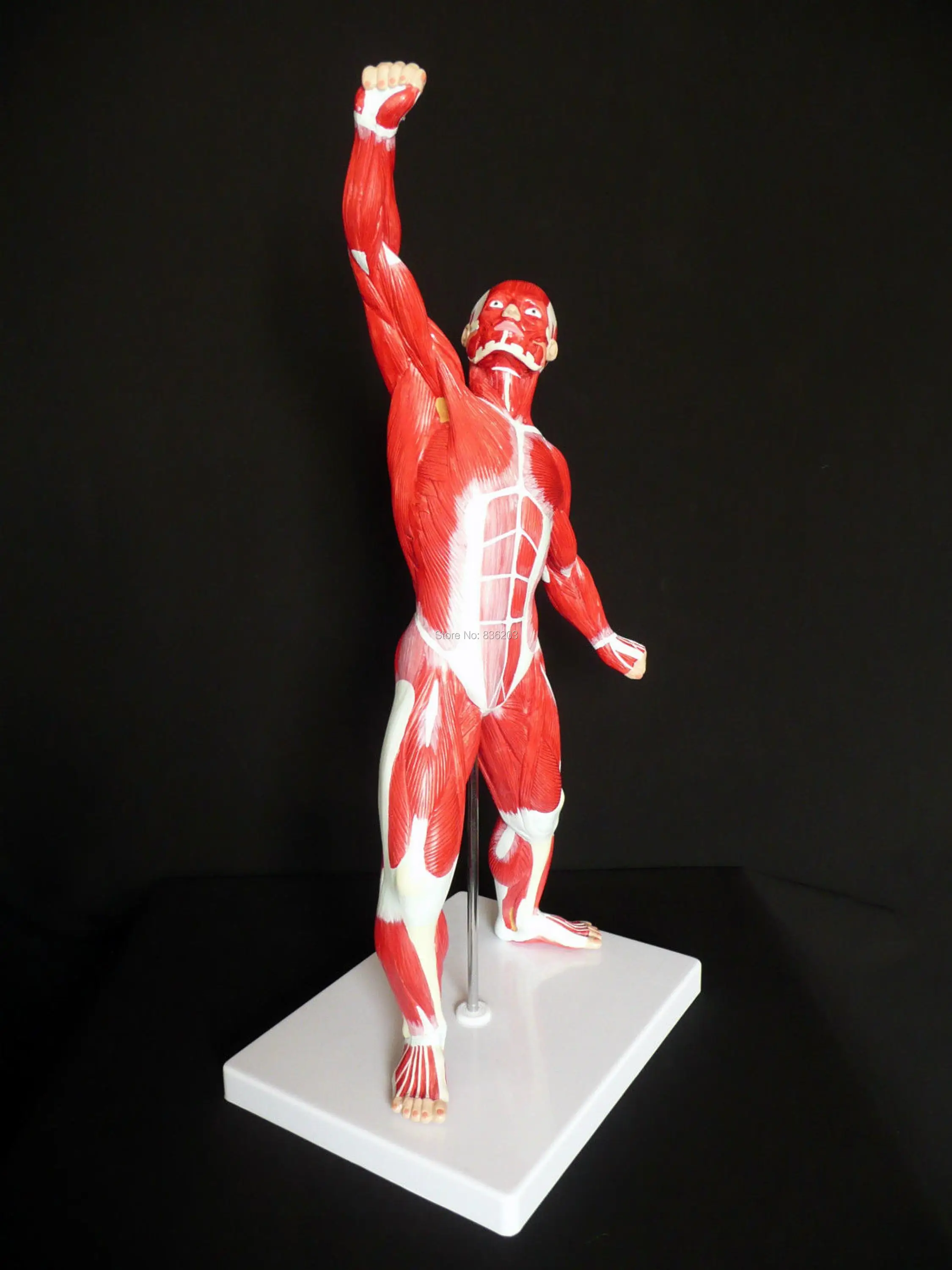 Модель 1/4 анатомической человеческой мышечной фигуры в натуральную величину