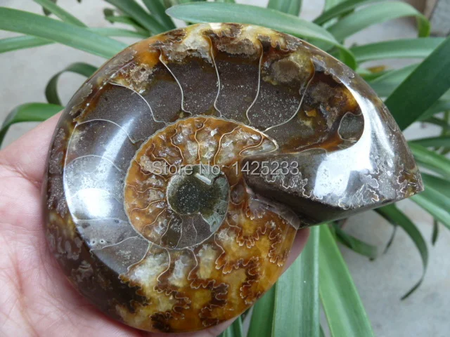 

NATURAL Conch fossil Crystal carves ashtray HEALING 84