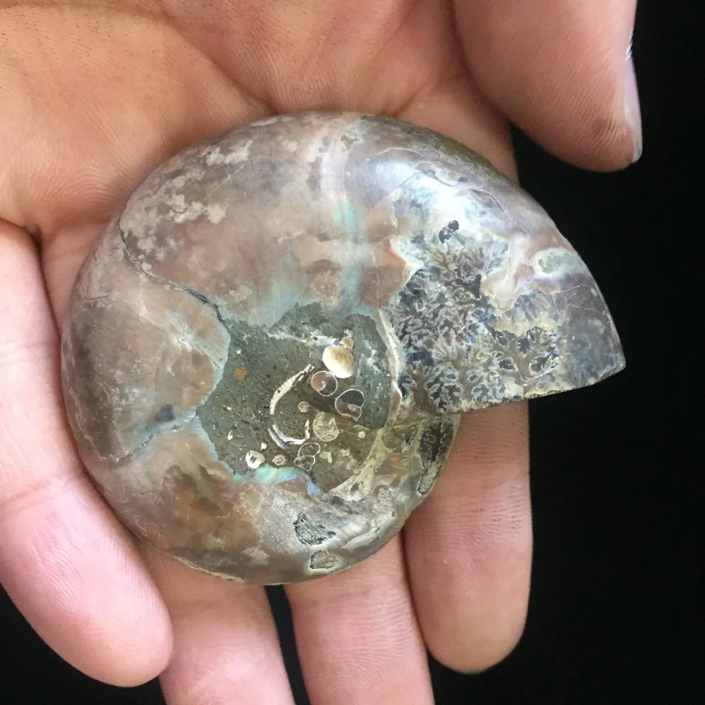 62 г Лидер продаж настоящий аммонит ископаемые минералы камень sfera ди cristallo фэн шуй