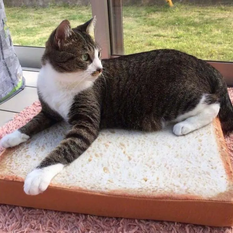 MISS DOGGY Funny 3D Cat Toast Bed Bread Dog Mats Cute Small Beds Warm Cushion with Removable Designer Washable Cover | Дом и сад