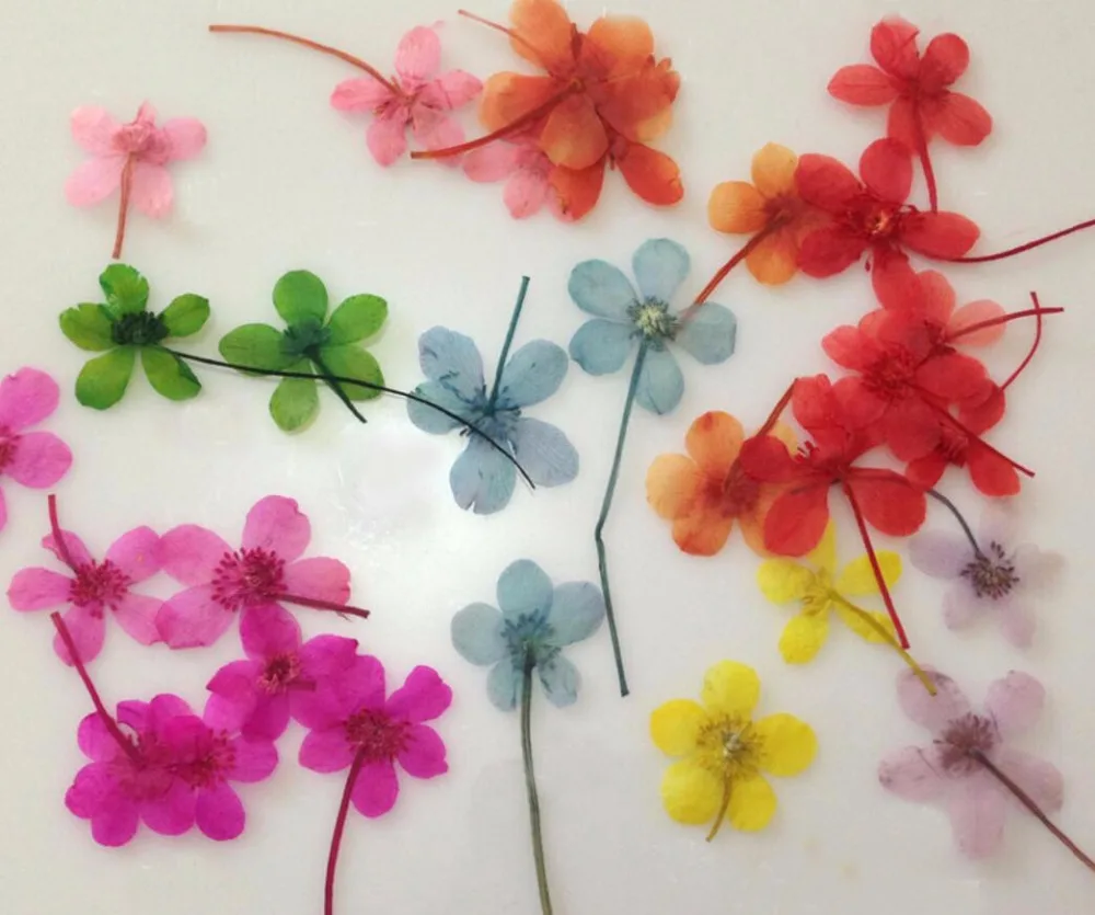 

100pcs Pressed Dried Water Lily Flower Plant Herbarium For Jewelry Postcard Phone Case Craft Making Accessories