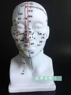 Акупунктурная точка человека акупунктурная модель Бесплатная