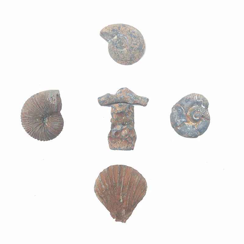 

Skeleton Fossil High Quality Archaeology Excavation Kit Toy Intended For Kids Ages 3 And Up