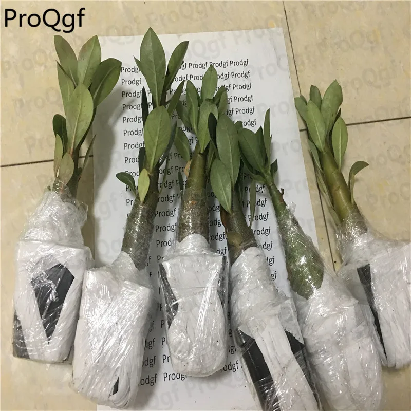 Prodgf комплект из 5 предметов