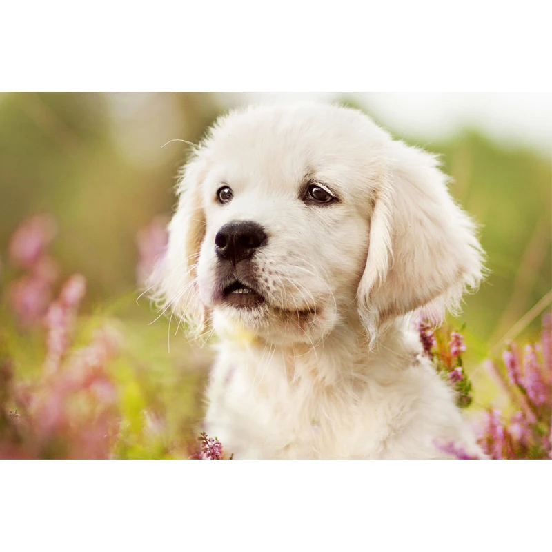 

Full Square Drill 5D DIY cute dog diamond painting Cross Stitch 3D Embroidery Kits home decor H94