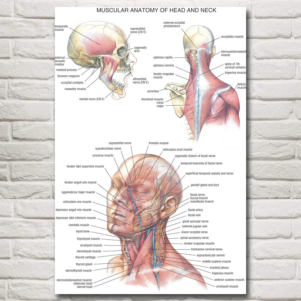 

Медицинская Анатомия FOOCAME, мышцы головы, шеи, холст, художественные картины, плакаты и принты, настенные украшения для дома, картины для гост...