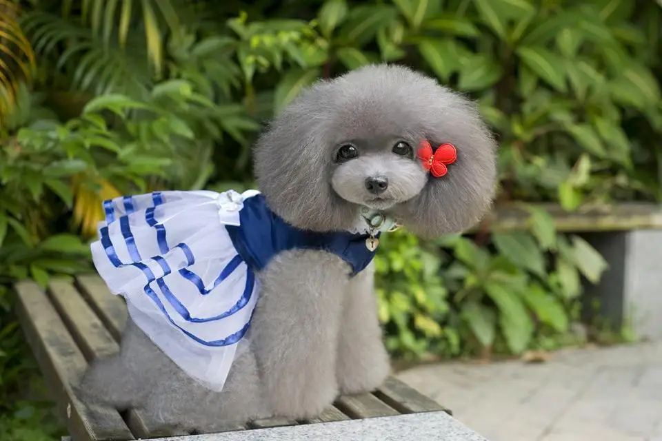 Милая детская одежда для собак великолепная домашних животных собак|dog clothing|dog