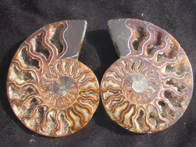 

FOSSILIZED SNAIL AMMONITE MINERAL FROM MOROCCO ~ MULTI-COLOR FIRE