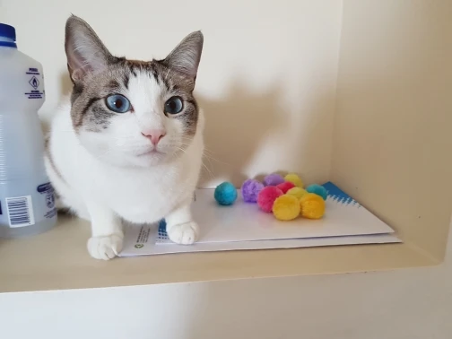 

20 Piece/lot Soft Cat Toy Sound Balls Kitten Toys Candy color Ball Assorted