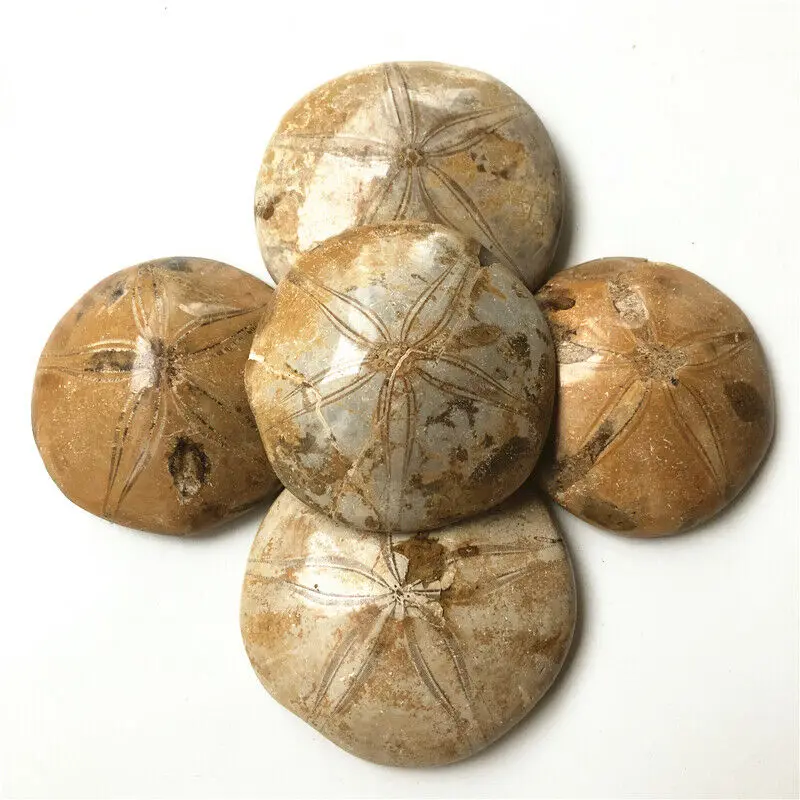 

Wholesale 1PC 150-170g Rare Natural Jurassic Madagascar Sea Biscuit Urchin Sand Stones and Crystals