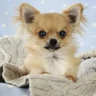 Алмазная 5d мозаика для творчества чихуахуа, милая собачка, Набор для вышивки крестиком, 3d вышивка, полные стразы, украшение для дома