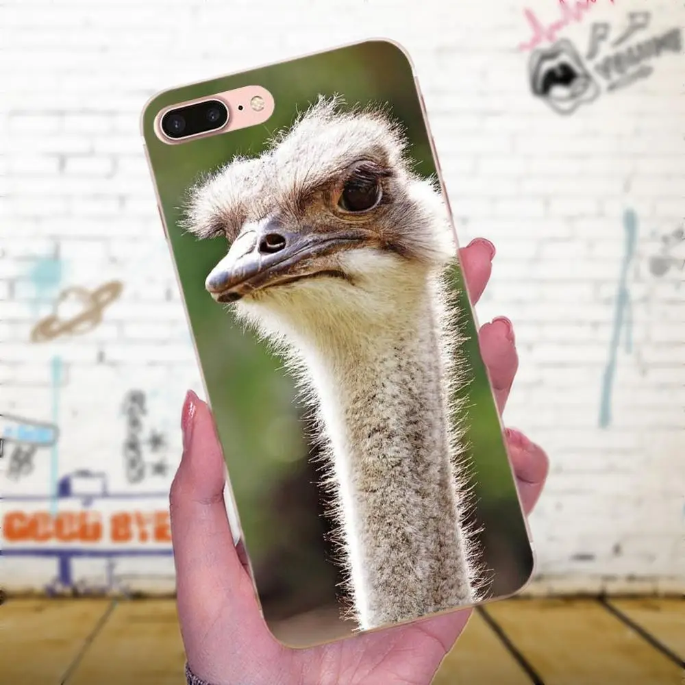 Милые Страусиные Птицы Животные Мягкий художественный принт для Huawei Honor 4C 5A 5C 5X 6 6C