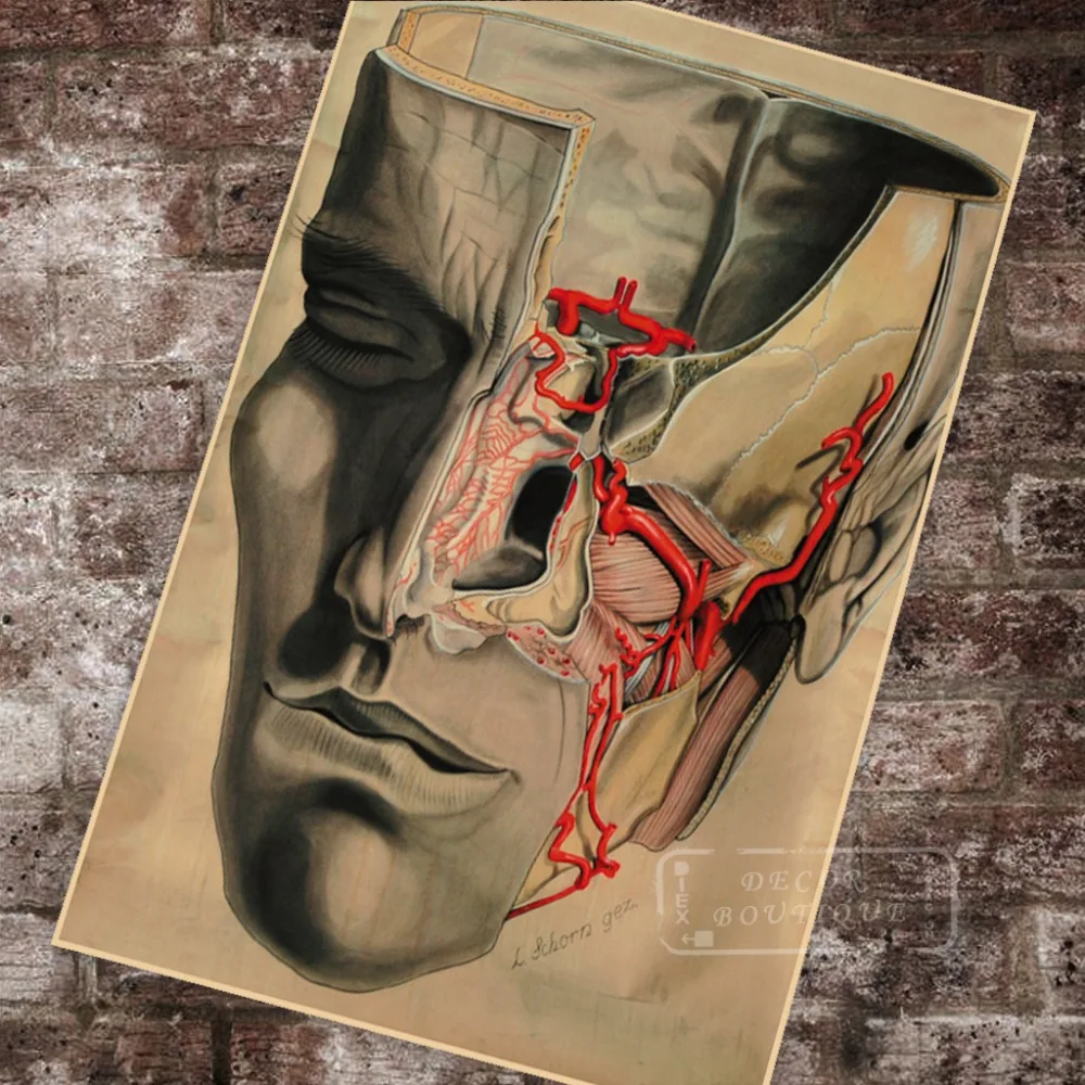 Human Anatomy Maxillary Artery Anatomical Chart Classic Insignia Canvas Paintings Vintage Wall Posters Stickers Home Decor Gift | Дом и сад