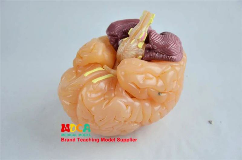 

Medical human standard human head bone plus brain model 1:1 brain model anatomy neurology MTG010