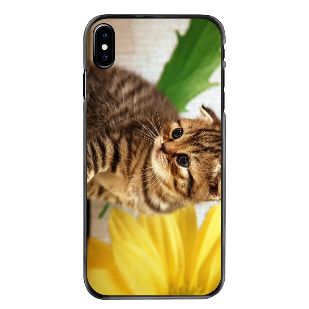 Шотландский складной Кот Felis catus Scotland для Iphone 4 4s 5 5S 5C SE 6 S 7 8 Plus X XR XS Max iPod Touch Жесткий