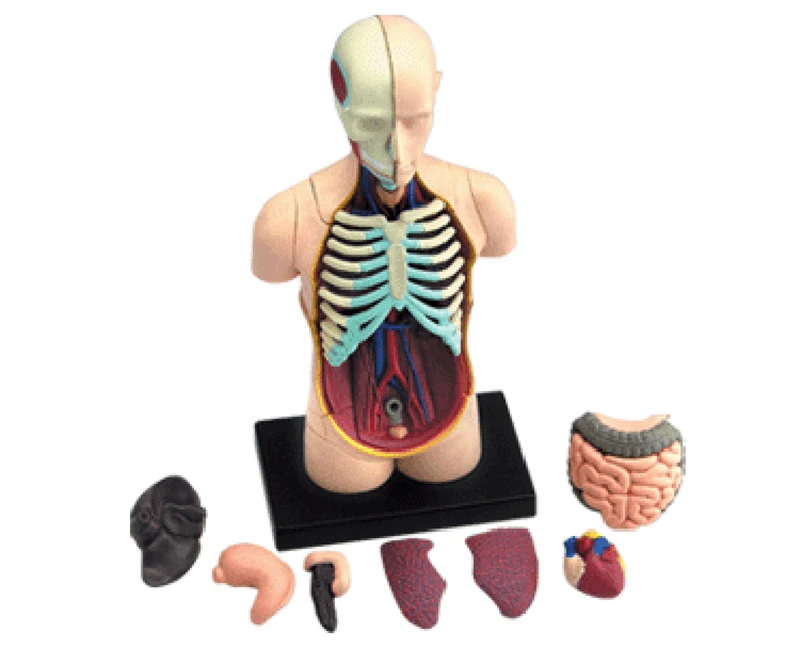 Мастер головоломка Viscera 4d игрушка для сборки человеческого тела модель