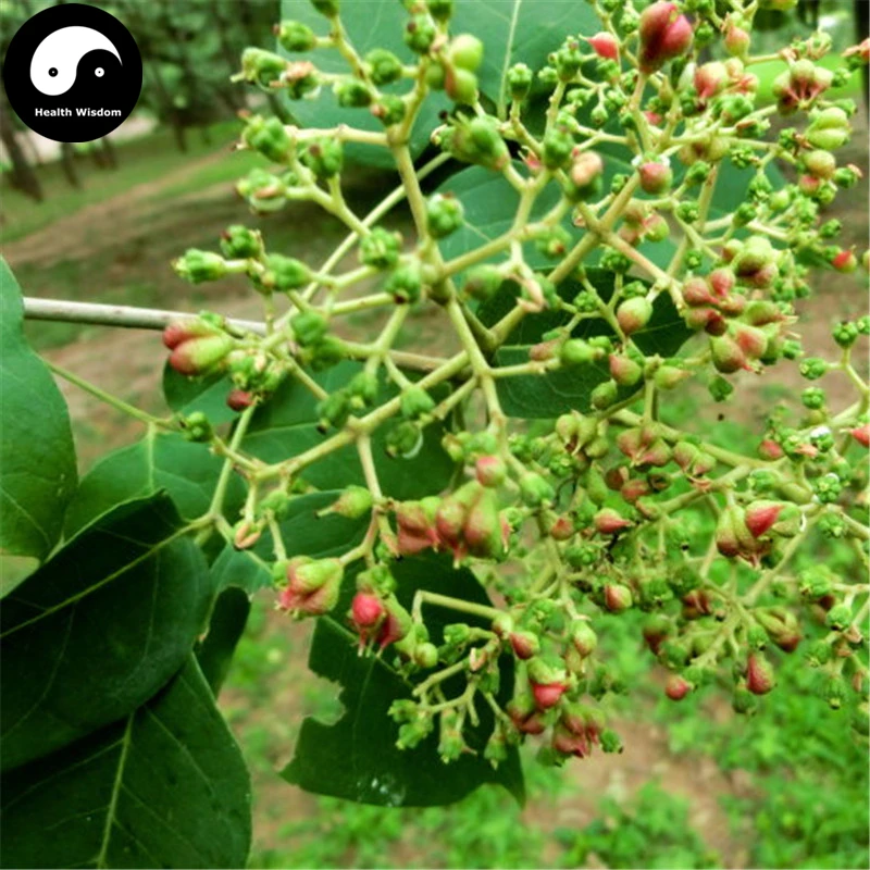 Купить Evodia Tree Semente 400 шт растение Evodia danellii Tree Chou Tan для Wu Zhu Yu