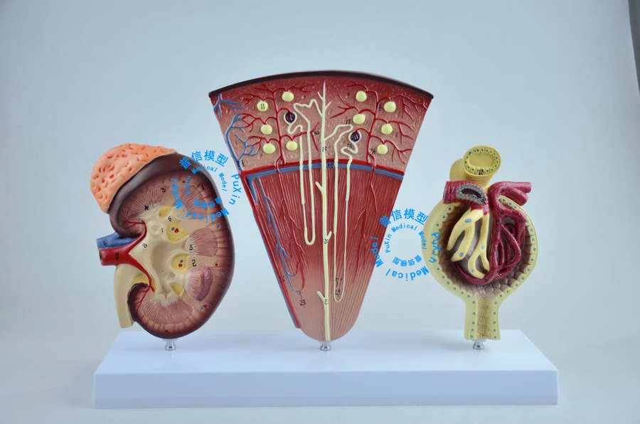 

Free shipping&Medical and renal units: glomerular amplification model, renal anatomic model and human renal model