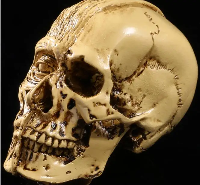 Художественная модель черепа из полимера высокоточная для домашнего декора |