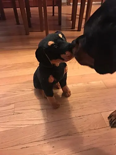 

Rodolf the Rottweiler | 15 Inch Dog Stuffed Animal Plush Puppy| Lifelike Dog Toy Home Decoration