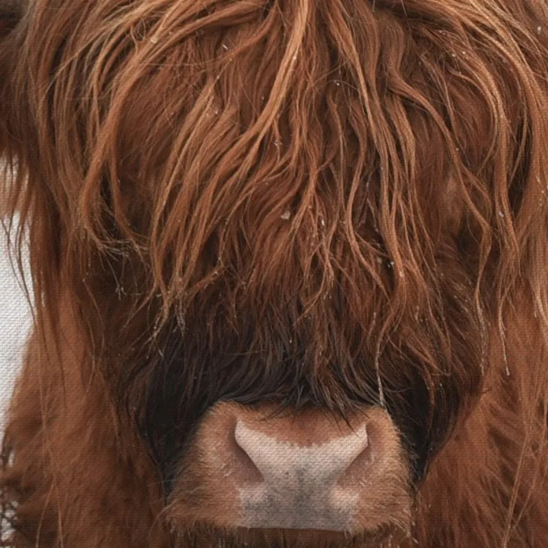Современный домашний декор, картина с принтом Highland Cow, Картина на холсте, художественная работа для стен, гостиной, без рамы, принты