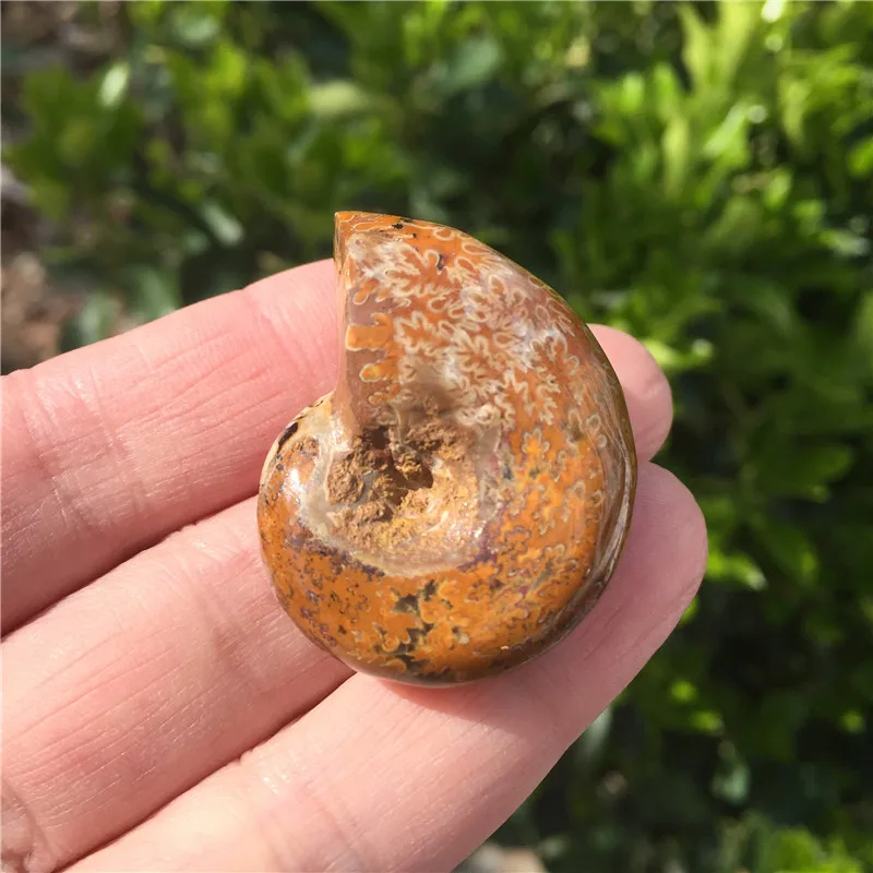1pcs Natural Ammonite Fossil Specimen Ammolite Ocean Animal Snail Conch Madagascar Original Mineral | Дом и сад