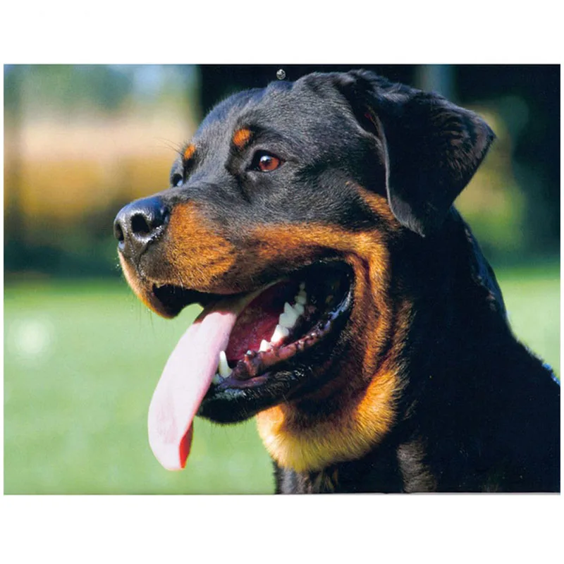 5d алмазная вышивка Rottweiler животное собака мозаика крестиком живопись стразы