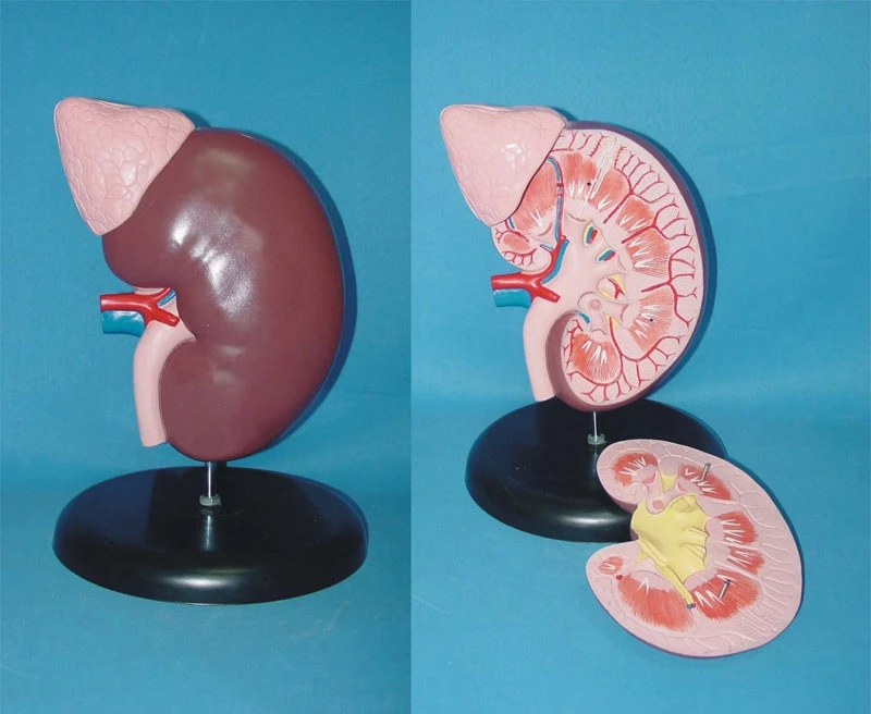 

Organ anatomical model Human kidney Anatomical Model Medical human samples free shipping