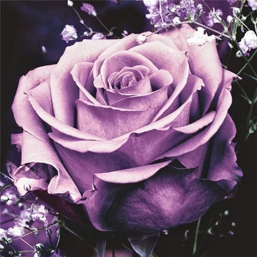 V7026 EverShine Diamond Embroidery Flowers Pictures Of Rhinestones Full Square Diamond Painting Rose Diamond Mosaic Wall Decoration - Цвет: V7026