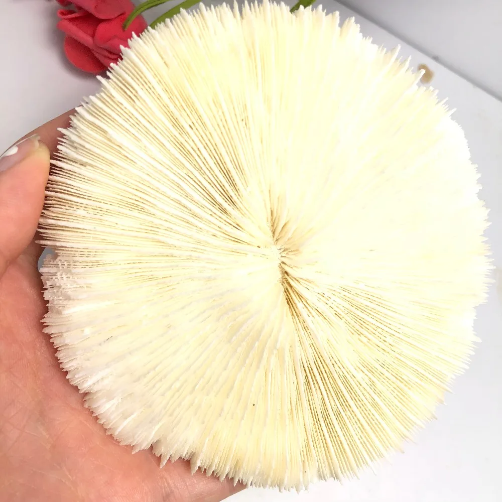 Природная красота морской коралловый отображается как подарок | Дом и сад