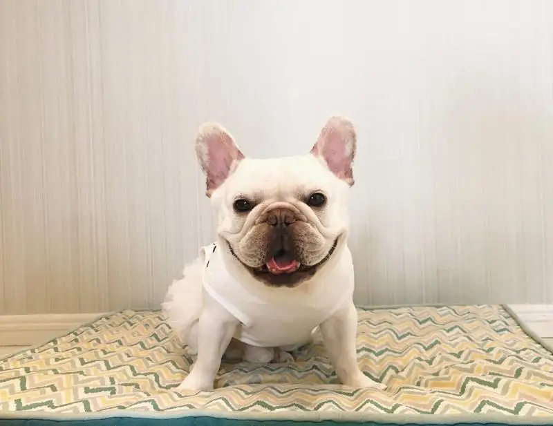 Cute Dots Summer Dog Dress Pug Clothes French Bulldog Clothing Vest Skirt Tutu Poodle Bichon Schnauzer Pet Costume | Дом и сад