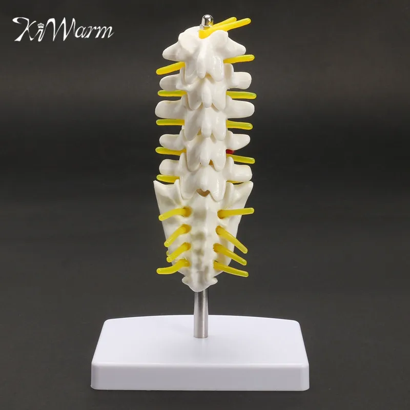 KiWarm 1 шт. 15 см мини человеческая поясница позвонка Sacrum Coccyx анатомический медицинский позвоночник модель статуи скульптуры