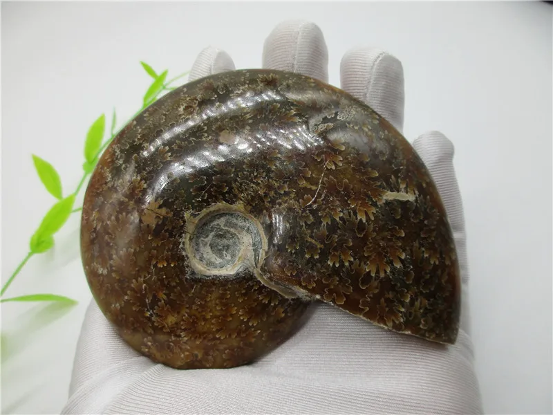 Красота древних аммонита натуральная ископаемого кристаллический полированная