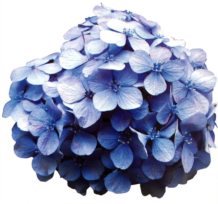 F022 торт с помадной глазурью поделки из сахара лепестковая форма-резак украшение