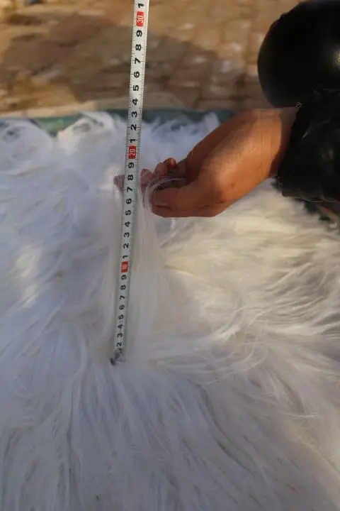 Натуральная шкура из натурального меха козы|fur skin|fur peltskin fur |