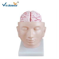 advanced pvc educational teaching medical human anatomical head brain artey model