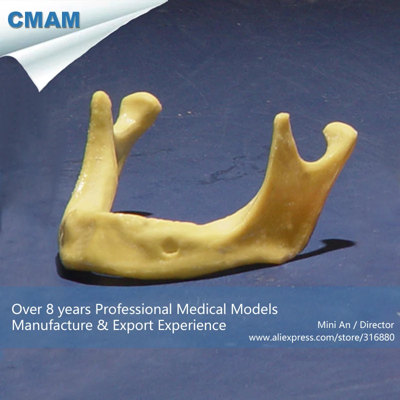 12613 / Toothless Mandible Jaw Model Implant Practice Training Medical Teaching Anatomical Models | Канцтовары для офиса и