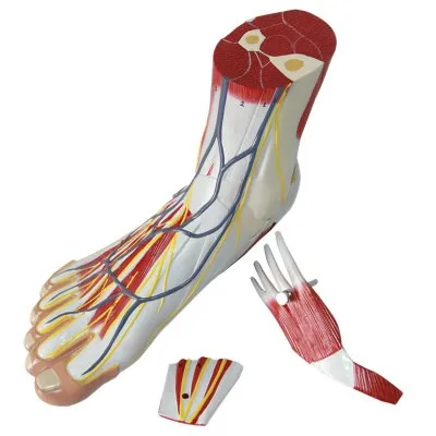 

human foot muscle main Neurovascular model free shipping