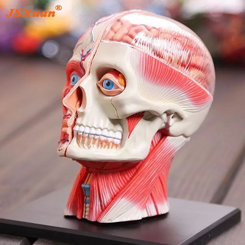 3d модель головы мышечная и нервная сборка системы анатомии человека|human system|anatomy