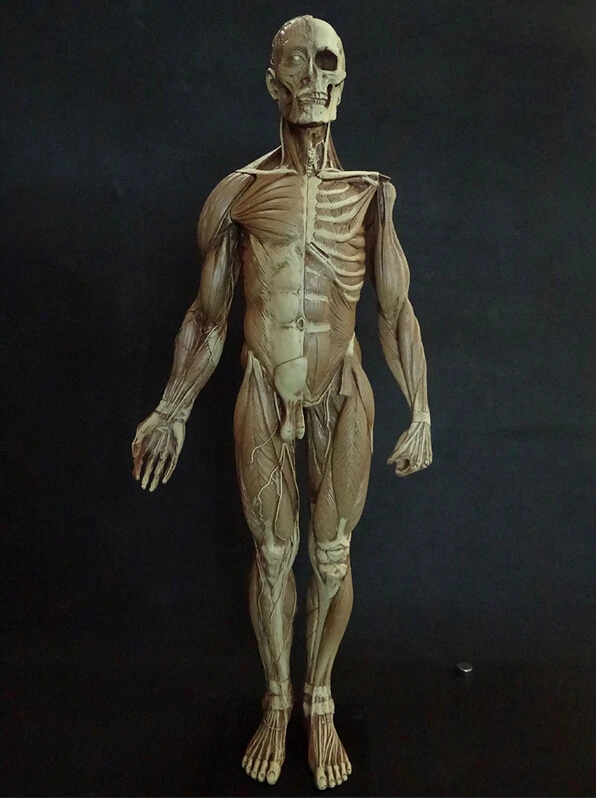 Модель черепа медицинской анатомической анатомии 60 см|human anatomy skull|anatomy skullmodel skeleton