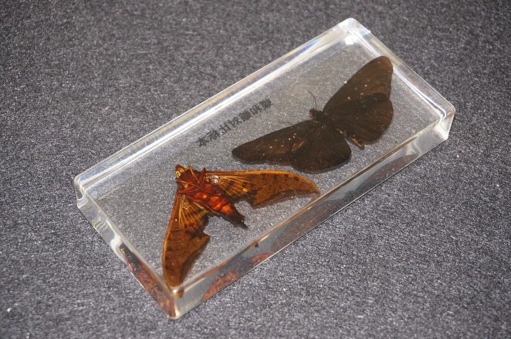 Реальные образцы бабочек и моли в прозрачном блоке Lucite учебное