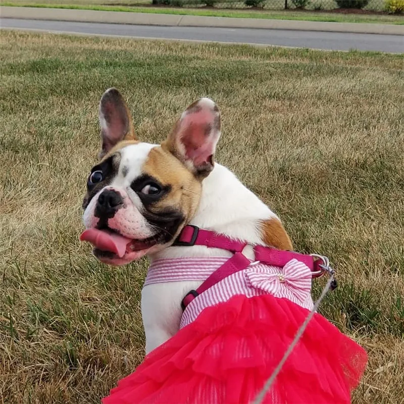 Dog Wedding Dress Skirt Bowknot Clothing Summer Dog Tutu Princess Dress for Dog Apparel Ropa de Cachorro XS-L